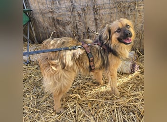 Carlo - verschmust und freundlich