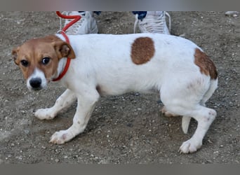 Atlas - neugierig, aufmerksam und verschmust