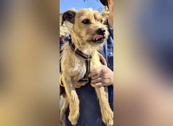 Alfie - verschmust, zutraulich und aufmerksam