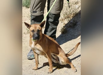 Sara - aufmerksam, verschmust und neugierig