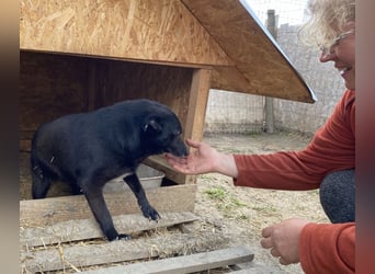 Silene - sanft und verträglich