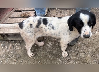 Spot - zutraulich und entspannt