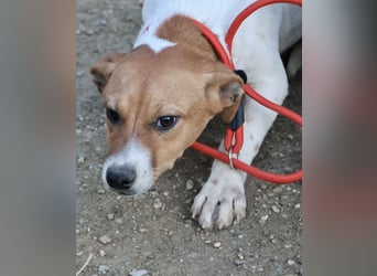 Atlas - neugierig, aufmerksam und verschmust