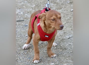 Buddy - lernwillig, freundlich und zutraulich