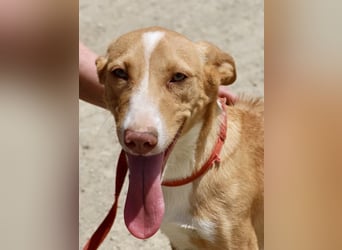 Goofy- Streichelfreund, offen und freundlich