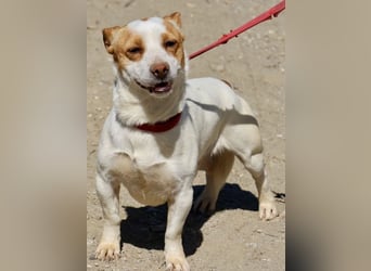 Kevin - verschmust, freundlich und aufgeweckt