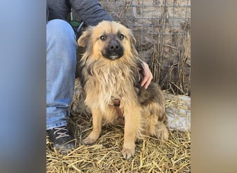 Carlo - verschmust und freundlich