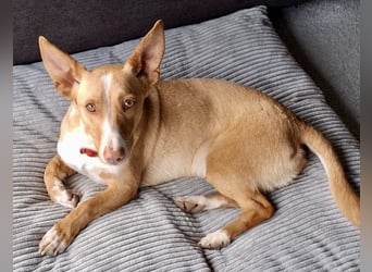 Goofy- Streichelfreund, offen und freundlich BEREITS IN DEUTSCHLAND