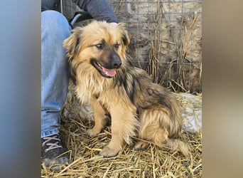 Carlo - verschmust und freundlich