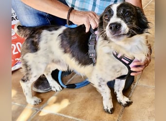 Nico - verschmust, neugierig und lernwillig