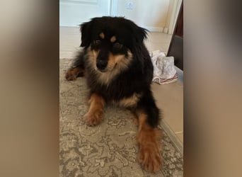 Lio - neugierg und leinenführig - BEREITS IN DEUTSCHLAND