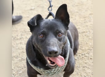 Zeus - lässt sich gerne streicheln,  neugierig und freundlich