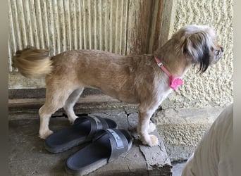 Minka - zutraulich und verschmust