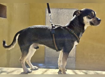 Donald - verschmust, offen und lernwillig