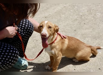 Goofy- Streichelfreund, offen und freundlich BEREITS IN DEUTSCHLAND