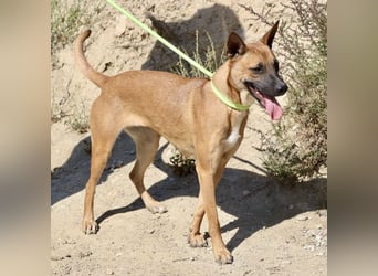 Sara - aufmerksam, verschmust und neugierig