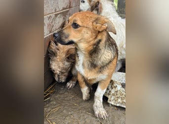 Astor - freundlich und interessiert