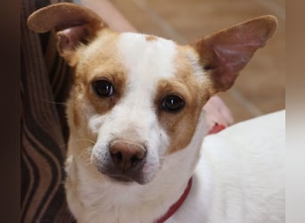 Kevin - verschmust, freundlich und aufgeweckt