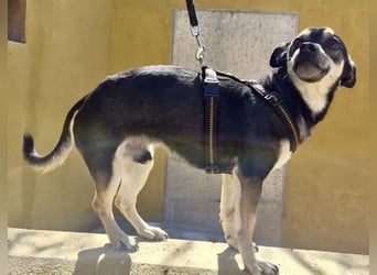 Donald - verschmust, offen und lernwillig