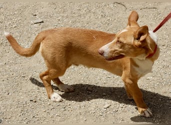 Goofy- Streichelfreund, offen und freundlich BEREITS IN DEUTSCHLAND