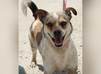 Sinatra - lässt sich gerne anfassen, neugierig und zutraulich