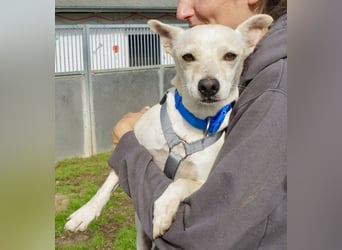 Oscar - stubenrein, brav und offen