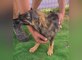 Nuri - jung und aufgeweckt