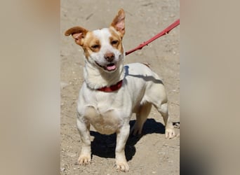 Kevin - verschmust, freundlich und aufgeweckt