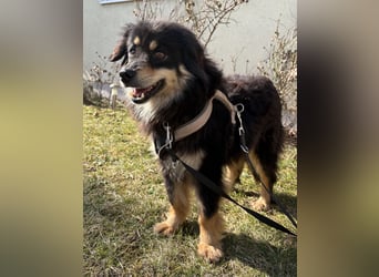 Lio - neugierg und leinenführig - BEREITS IN DEUTSCHLAND