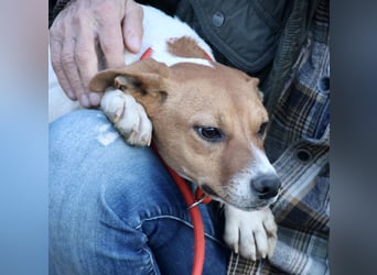 Atlas - neugierig, aufmerksam und verschmust