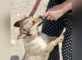 Sinatra - lässt sich gerne anfassen, neugierig und zutraulich