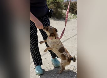 Sinatra - lässt sich gerne anfassen, neugierig und zutraulich