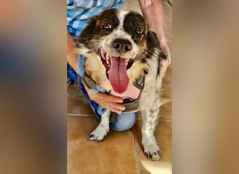 Nico - verschmust, neugierig und lernwillig