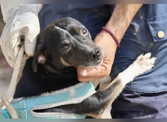 Toby - verschmust, neugierig und lernwillig