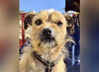 Alfie - verschmust, zutraulich und aufmerksam