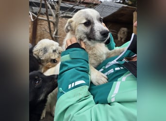 Jubata - freundlich und verschmust