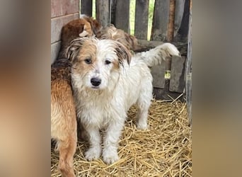 Archie - jung und verträglich
