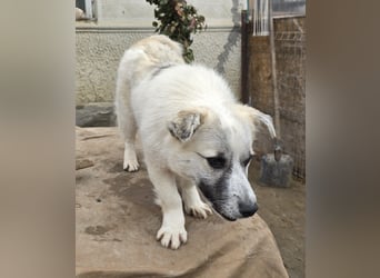 Jubata - freundlich und verschmust