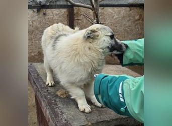 Jubata - freundlich und verschmust