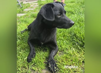 Wiebke, unser lächelndes Dackel-Mix Mädel...