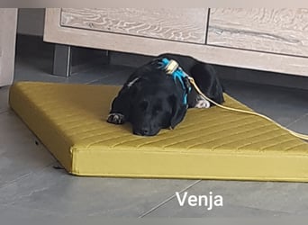 Venja - kleine Kragenbärin ohne Vertrauen