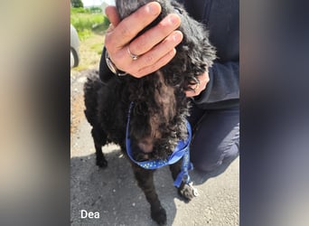 Unheilbar alt und voller Lebensfreude…….. kleine Dea träumt von einem kuscheligen Platz