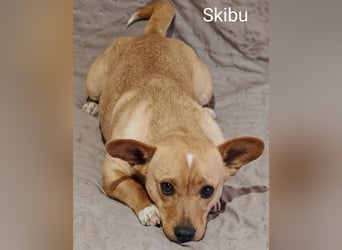 Skibu unser kleiner Gute-Laune-Typ