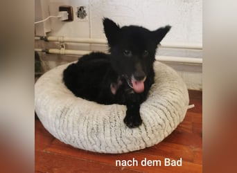 Unheilbar alt und voller Lebensfreude…….. kleine Dea träumt von einem kuscheligen Platz