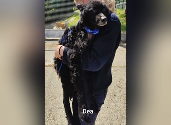 Unheilbar alt und voller Lebensfreude…….. kleine Dea träumt von einem kuscheligen Platz