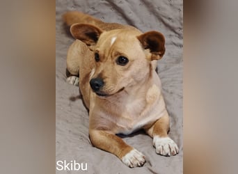 Skibu unser kleiner Gute-Laune-Typ