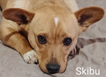 Skibu unser kleiner Gute-Laune-Typ