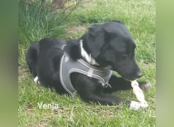 Venja – kl. Mädel mit faszinierender Entwicklung……..