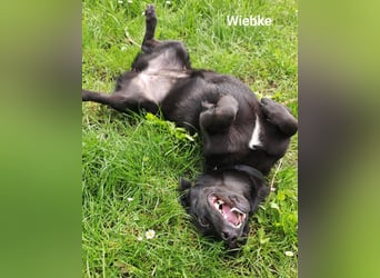 Wiebke, unser lächelndes Dackel-Mix Mädel...