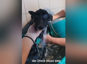 Unheilbar alt und voller Lebensfreude…….. kleine Dea träumt von einem kuscheligen Platz